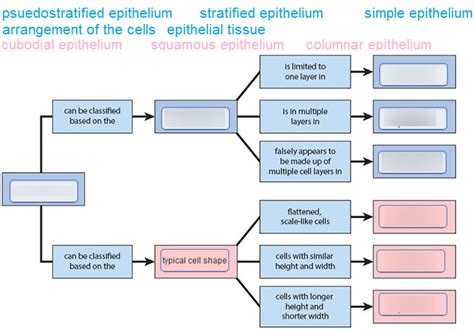 Concept Map: Epithelial Tissues Flashcards Quizlet