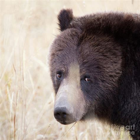 Concerned about Grizzly Bears? Where They Are and Where …