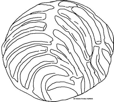 Concha Coloring Page