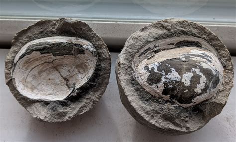 16 may 2018 ... “Until now, the formation of spherical carbonate concretions was thought to take hundreds of thousands to millions of years,” said Dr. Koshi ...