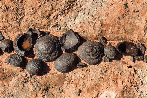Apr 7, 2023 · Curious iron sulfide concretions found in Gove County, Kansas. These are formed of pyrite or marcasite, creating a roughly spherical concretion. They’re called pop rocks because they have a tendency to explode when thrown in a fire. When struck, the iron sulfide generally sparks as well. . 