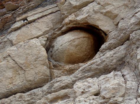 Concretions are commonly misunderstood geologic structures. Often mistaken for fossil eggs, turtle shells, or bones, they are actually not fossils at all but a common geologic phenomenon in almost all types of sedimentary rock, including sandstones, shales, siltstones, and limestones.. 