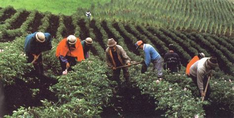 Condiciones y medio ambiente del trabajo en la agricultura peruana. - Chico, el - el efebo en las artes.
