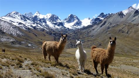 Condoriri trekking 3 days - South America Planet