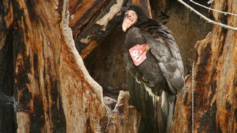 Condors nest. Things To Know About Condors nest. 