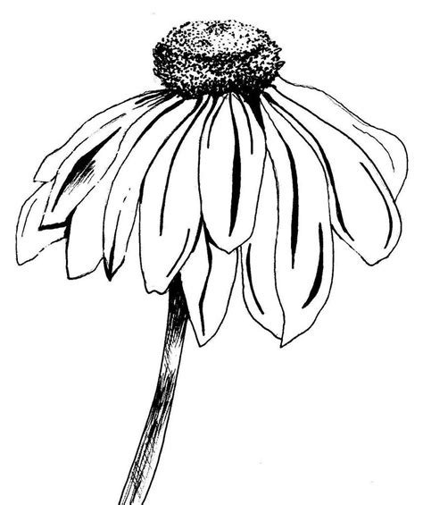 Cone Flower Drawing