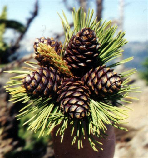 Cone and seed trait variation in whitebark pine ( Pinus albicaulis ...