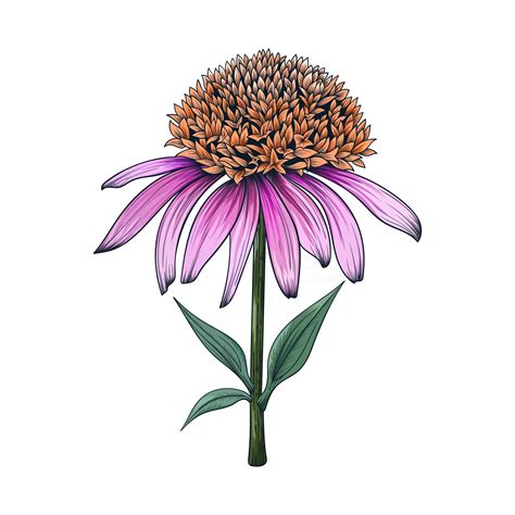 Coneflower Drawing