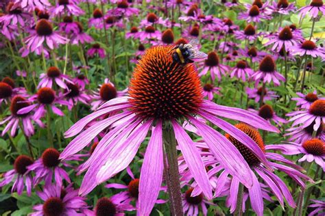 Coneflowers: The Ultimate Guide to Growing Coneflowers - DIY …