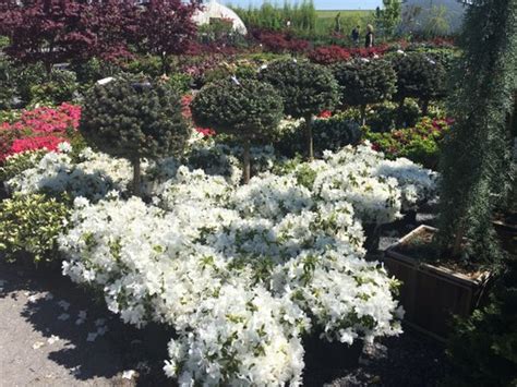 Conestoga nursery. Custom design, quality construction, and expert maintenance for your landscape, pond, and garden. View our Landscaping Services. Professional nursery, pond, and landscaping … 