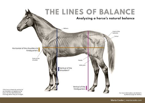 Conformation Affects Horses