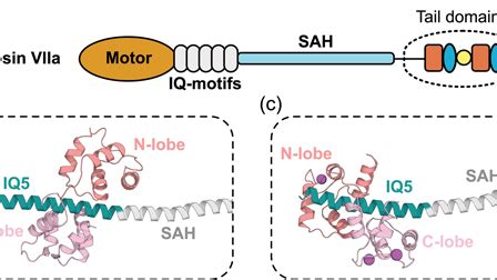 Conformational dynamics of Ca2+-dependent responses in the …