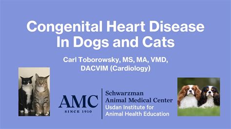 Congenital heart diseases of puppies and kittens - PubMed