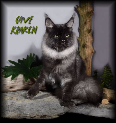 Small Group, Interested in Friends not Numbers. CongoCoon Maine Coon Cattery Alabama USA, breeder of Maine Coons, specializing in "Ghost Eye" with striking blue eyes! Anyone can join if they live.... 