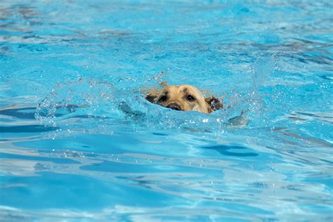 Congress Park Pool *finally* has an opening date - Denverite