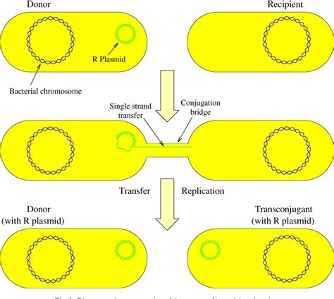 Conjugative transfer of promiscuous IncP plasmids: …