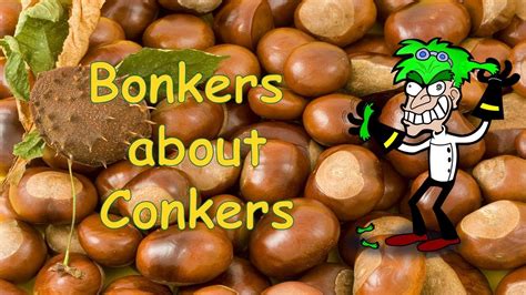 Conkers - a lively song for Autumn and Harvest assemblies ⭐ …