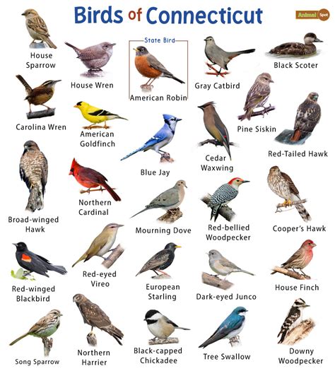 Connecticut Birds Identification Chart
