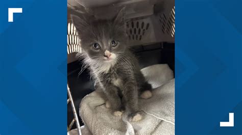 Connecticut kitten mystery solved, police say: Cat found in stolen, crashed car belongs to a suspect