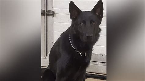 Connecticut police dog killed in shooting after state troopers tried to serve an arrest warrant