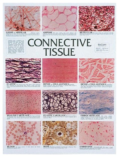 Connective Tissue Types Chart