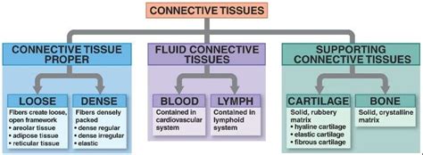 Connective Tissue Types Chart