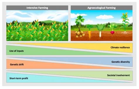 Conserving traditional seed crops diversity