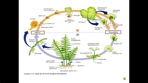 Considérations sur la symbiose fongique chez les pteridophytes. - A ta s guide to teaching writing in all disciplines.