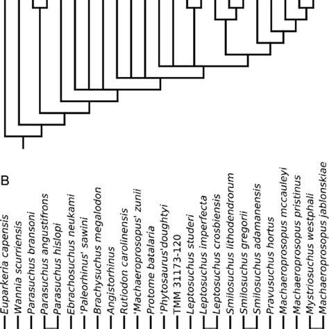 Time-calibrated strict consensus tree of the 216 most-parsimonious trees resulting from our phylogenetic analysis (tree length = 4429; consistency index excluding uninformative characters = 0.27 .... 