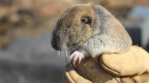 Construction buried under piles of gopher regulations in Thurston County