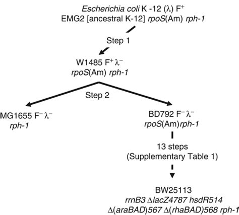 Construction of Escherichia coli K‐12 in‐frame, …