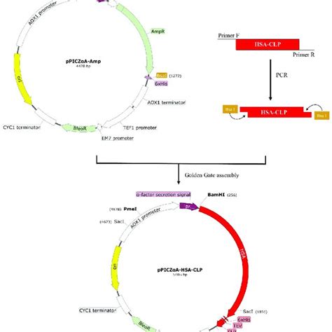 Construction of Expression Vectors of the Melon Resistance …