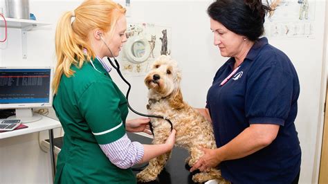 Contact CARE Vets Phone Number & Contact Details