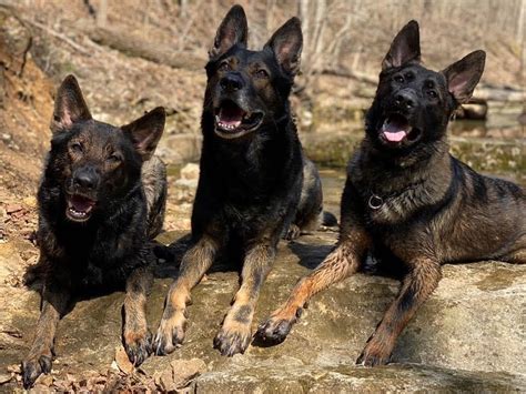 Contact Us About Us Von Goedehaus German Shepherds is a small working line German Shepherd breeder who has been raising and working with working line dogs since , and has been breeding working line German Shepherds since 
