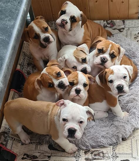 Continental Bulldog Puppies Price