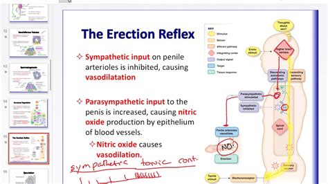 Continuous ejaculation
