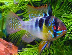 Contoh Makalah Ikan Hias German Blue Ram Fish (Ramirezi)