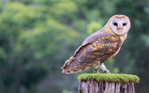 Contoh burung hantu yang dilindungi. .  <a href=https://logus-ekb.ru/ufi...