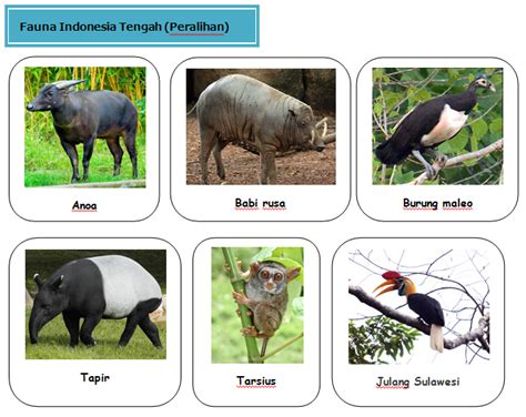 Contoh laporan kpm 【Fauna indonesia bagian tengah atau peralihan beserta】