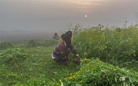 Contract farming is yet to make a mark in Punjab; here is why