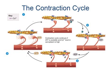 Contractions Diagram Quizlet
