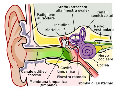 Contributo clinico alla chirurgia dell'orecchio, del naso e sue cavit©  accessorie della laringe e della trachea. - How to outline a textbook chapter.