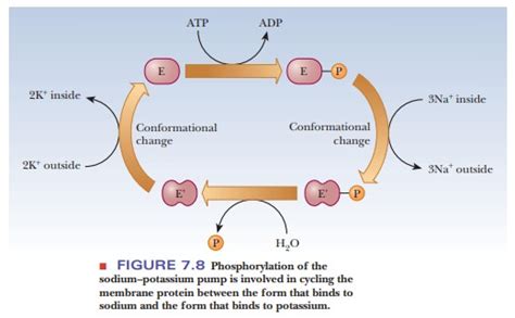 Control By Phosphorylation Part A
