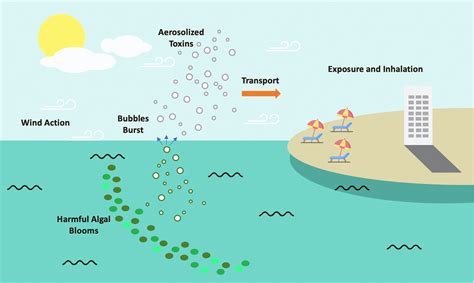 Control and Treatment – Harmful Algal Blooms