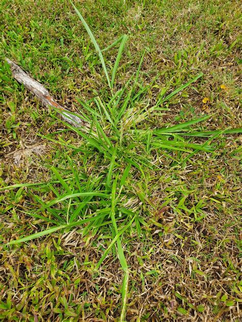 Control of Dallisgrass in Coastal Bermuda Homesteading Forum