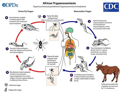 Control of trypanosomiasis by entomologcal means. - Panasonic tx l37e5e manual de servicio y guía de reparación.
