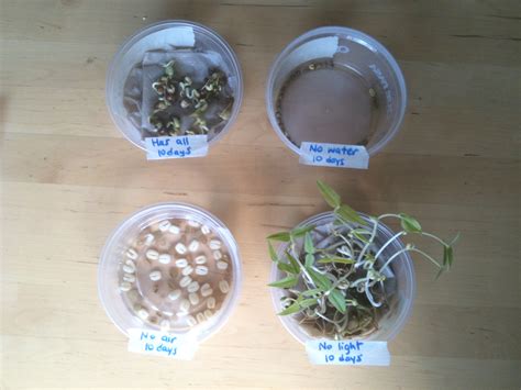 Controlled Germination Experiment Training Set . 