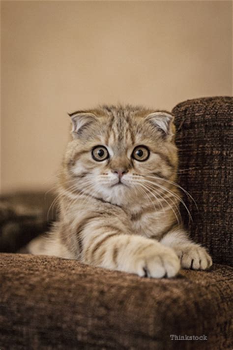 Controlling Feline Aggression In Cats - Tabby Cat Behavior