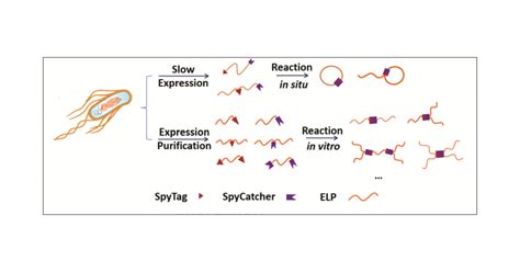 Controlling Macromolecular Topology with Genetically …