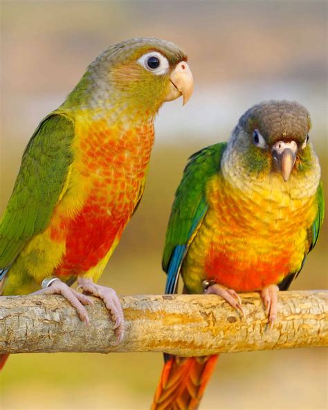 Conure: New To Conures? Answers To Common Conure Questions image 1